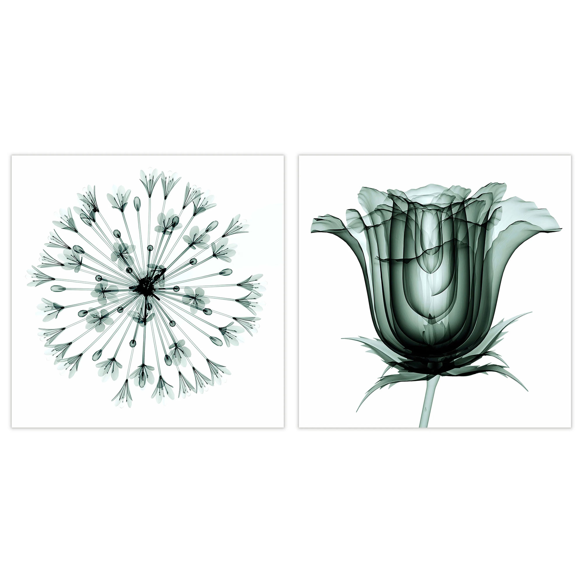 Empire_Art_X-ray_images_of_flowers_artwork