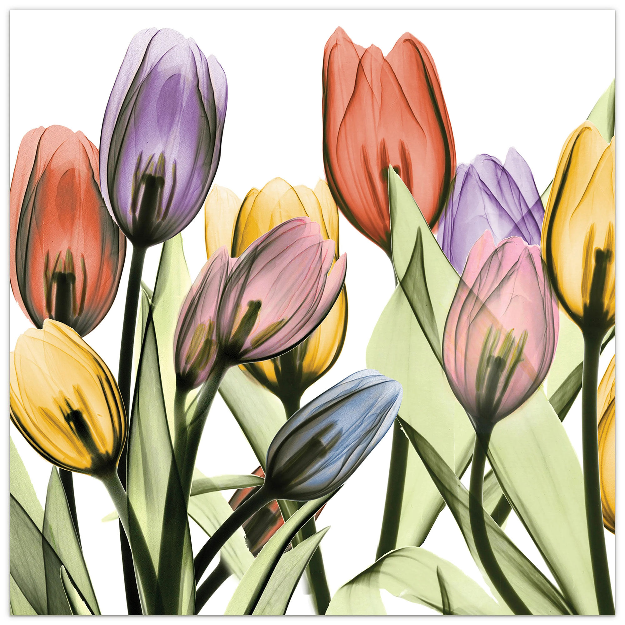 X-rayed_tulips_artwork_on_glass