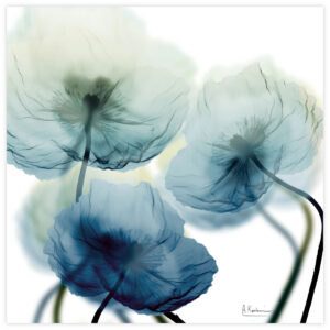 X-rayed_photograph_of_flowers_and_mounted_to_glass