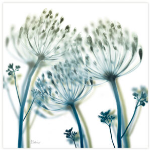 Empire_Art_Xray_Flowers_Unfocused_Beauty