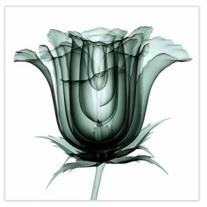 Empire_Art_TMPEAD4067BB_Xray_image_of_bluebell