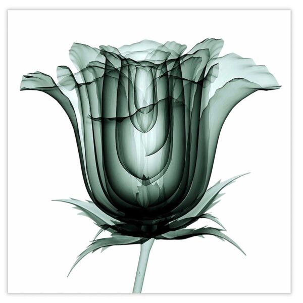 Empire_Art_TMPEAD4067BB_Xray_image_of_bluebell
