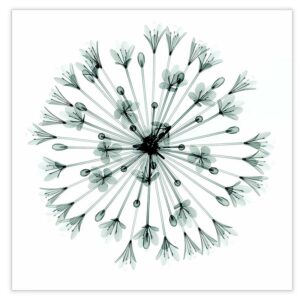 Rose_veils_xrayed_on_glass_art